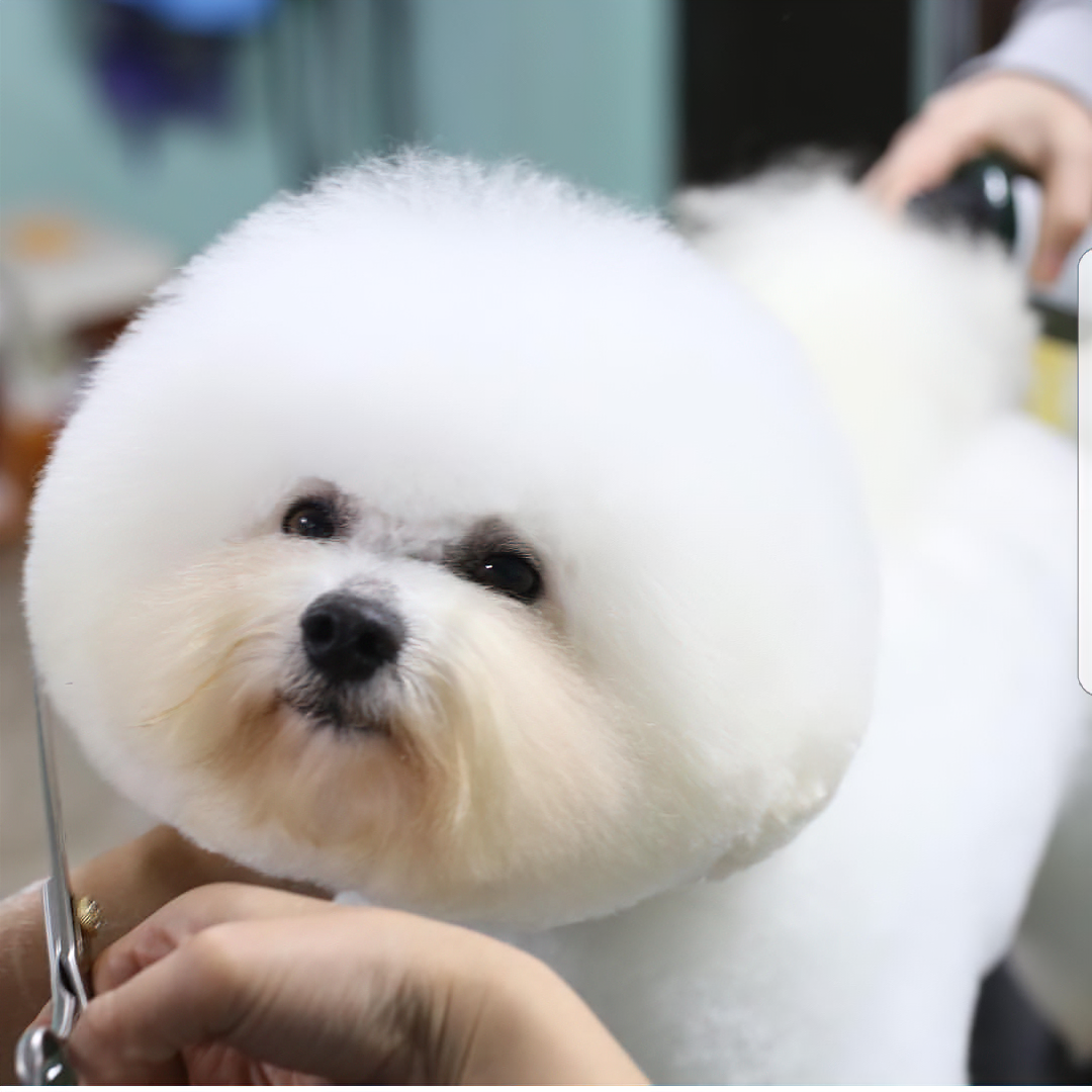 비숑 프리미엄 스타일링