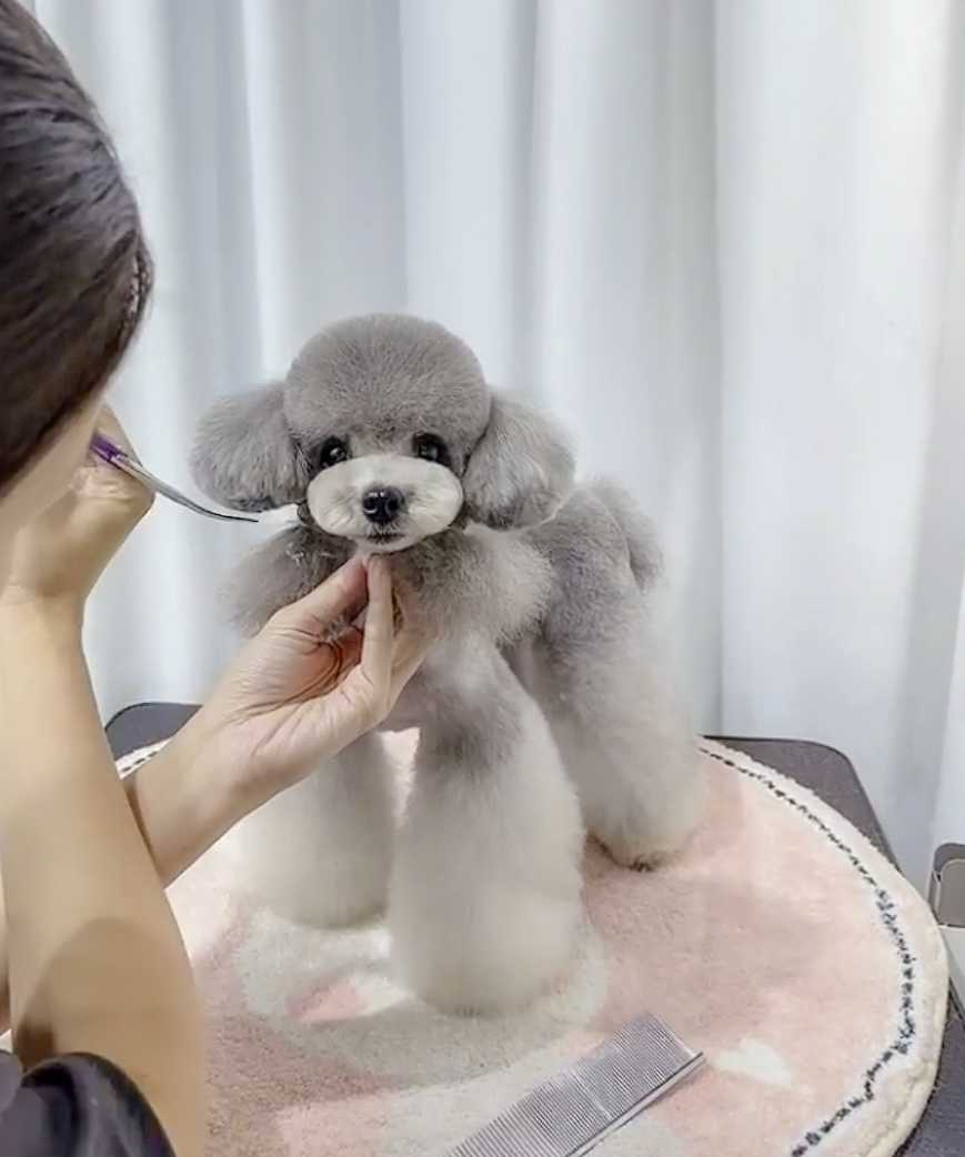 실제 강아지를 미용하며 배우는 실견 수업